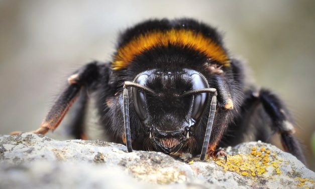 Find de perfekte Hummel badesandaler her