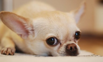 Alt du skal vide om at købe en Chihuahua