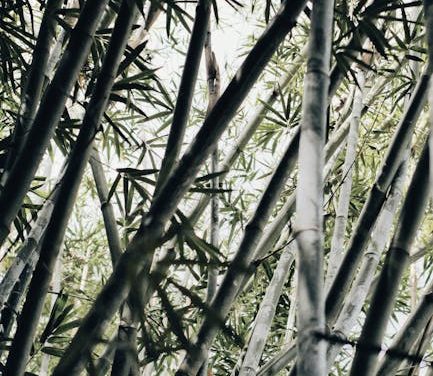 Bæredygtig Komfort: Bambusstrømper til Enhver Smag