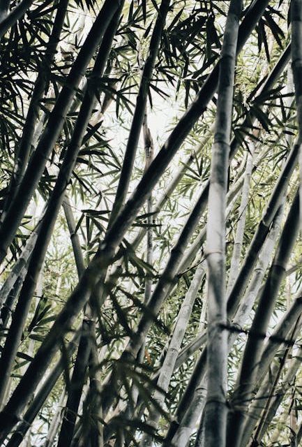 Bæredygtig Komfort: Bambusstrømper til Enhver Smag