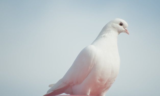 Gå på opdagelse i den unikke verden af Pigeon-tilstande