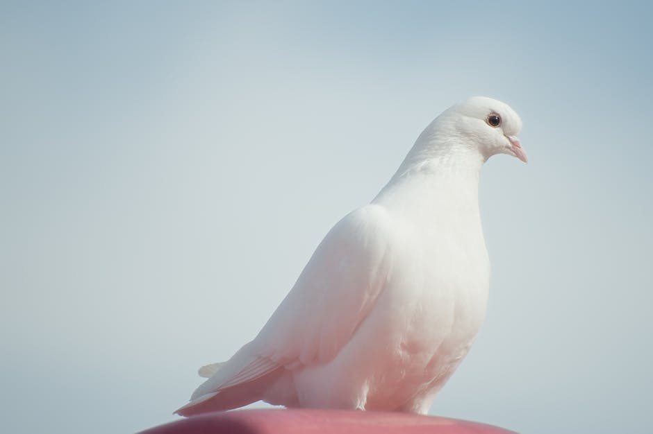 Gå på opdagelse i den unikke verden af Pigeon-tilstande