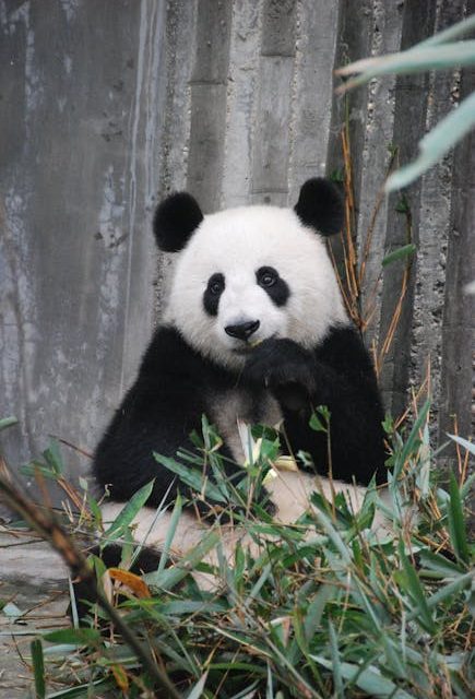 Pandabamse fundet – en sjælden skat