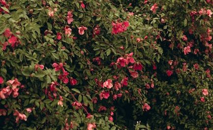 Rhododendron – Oplev de nyeste tendenser