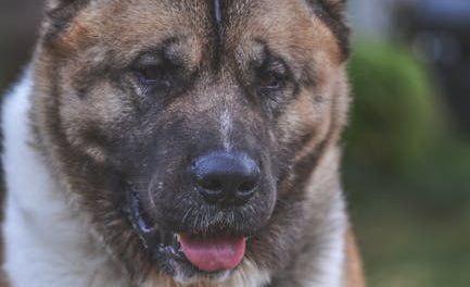 Akita-hunden: En rejse gennem opdragelse og træning