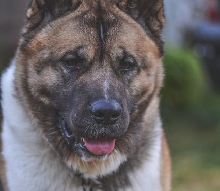 Akita-hunden: En rejse gennem opdragelse og træning