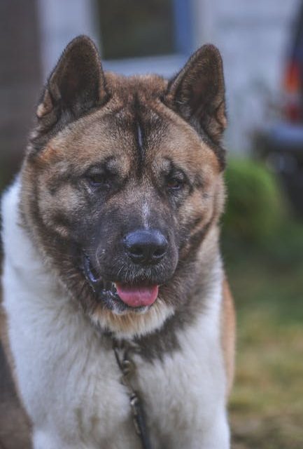 Akita-hunden: En rejse gennem opdragelse og træning