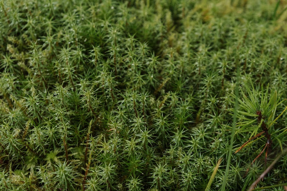 Naturlige Løsninger til Grøn Have