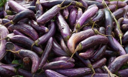 Aubergine – en mangfoldig grøntsag