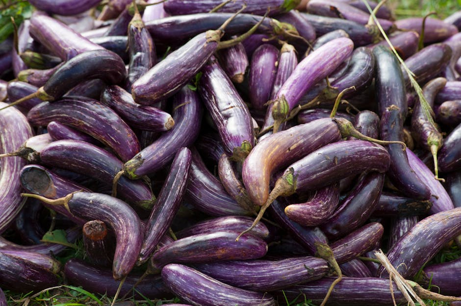 Aubergine – en mangfoldig grøntsag